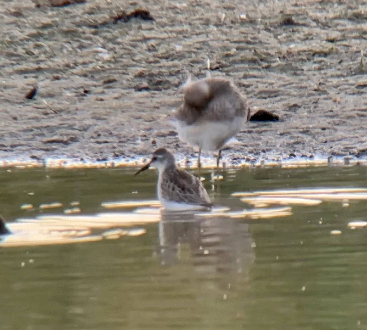 Western Sandpiper - ML608342723
