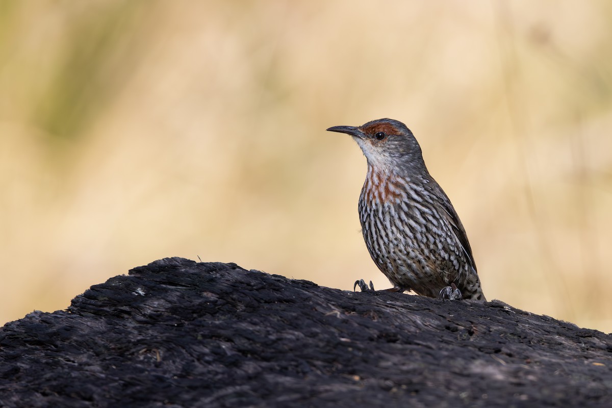 Red-browed Treecreeper - Ian Mo