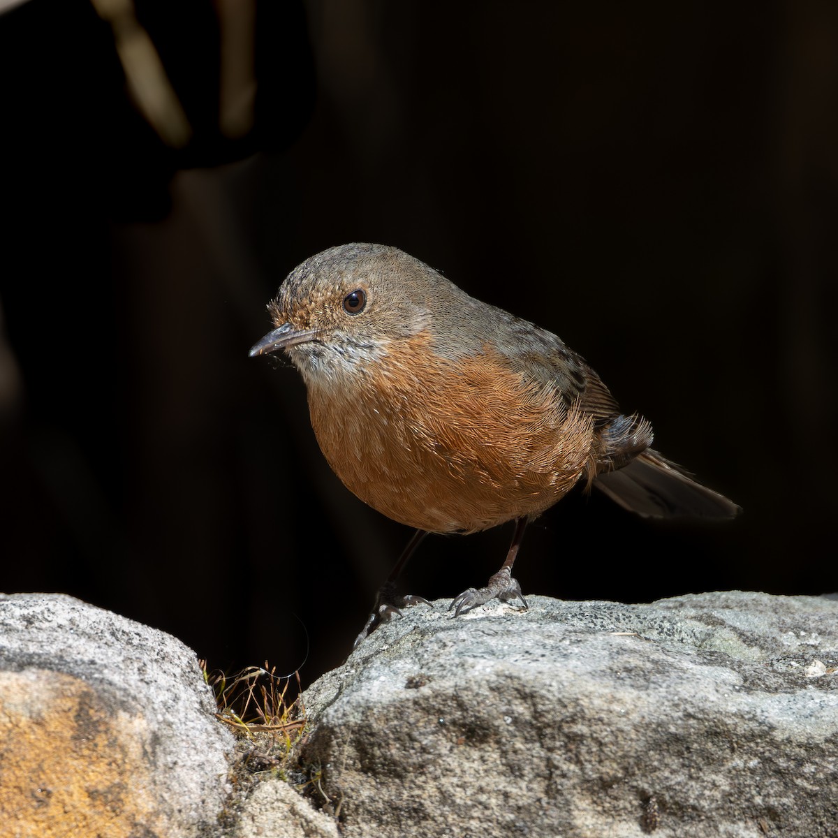 Rockwarbler - Ian Mo