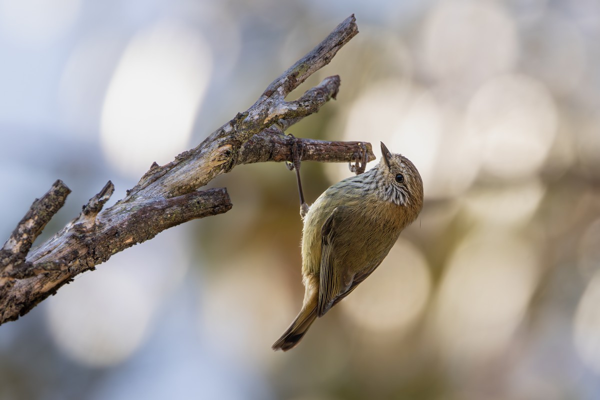 Striated Thornbill - ML608342765