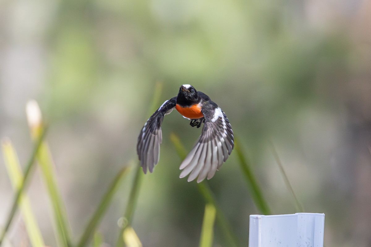 Scarlet Robin - ML608342771