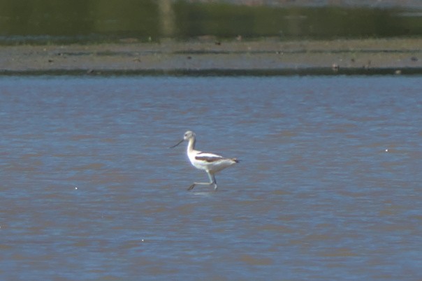 tenkozobec americký - ML608342787