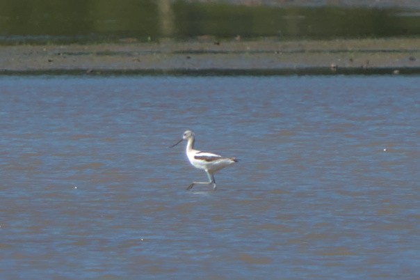 American Avocet - ML608342787