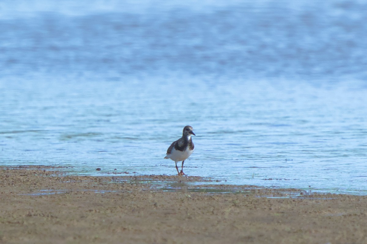 Ruddy Turnstone - ML608342794