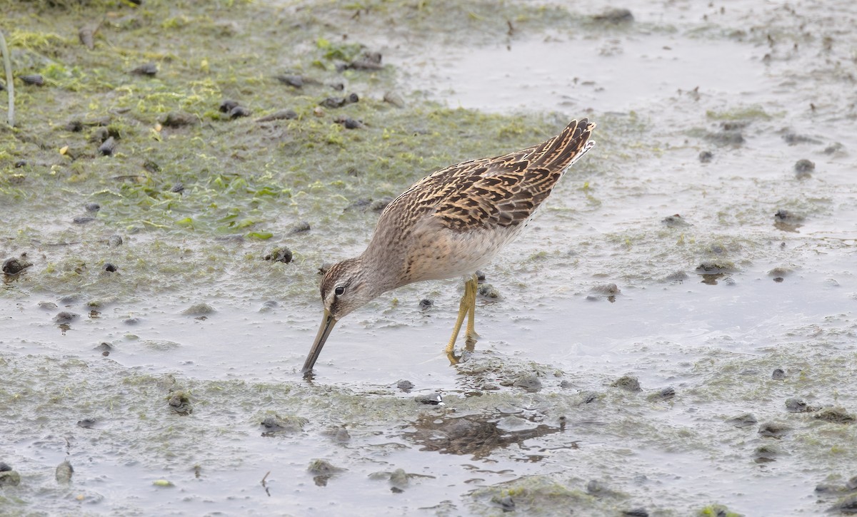 Short-billed Dowitcher - ML608342801