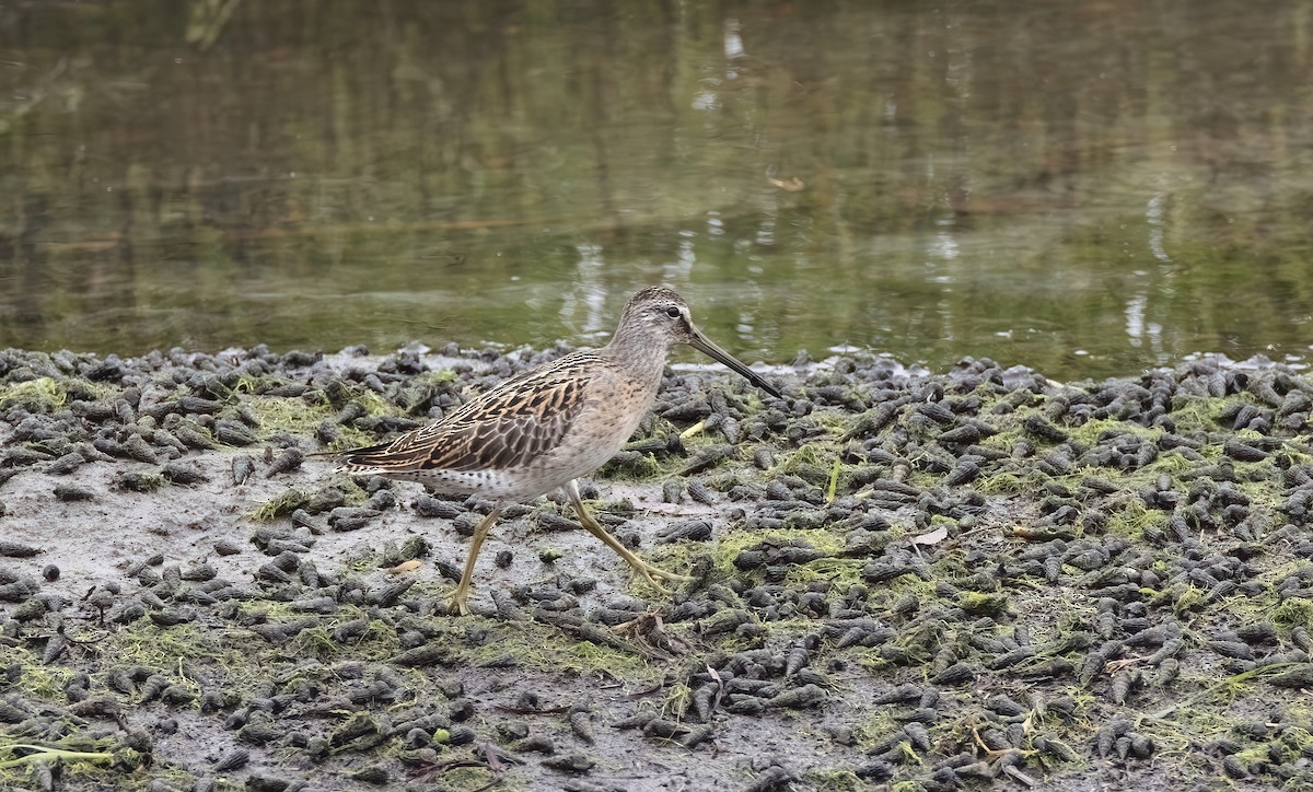 Short-billed Dowitcher - ML608342802