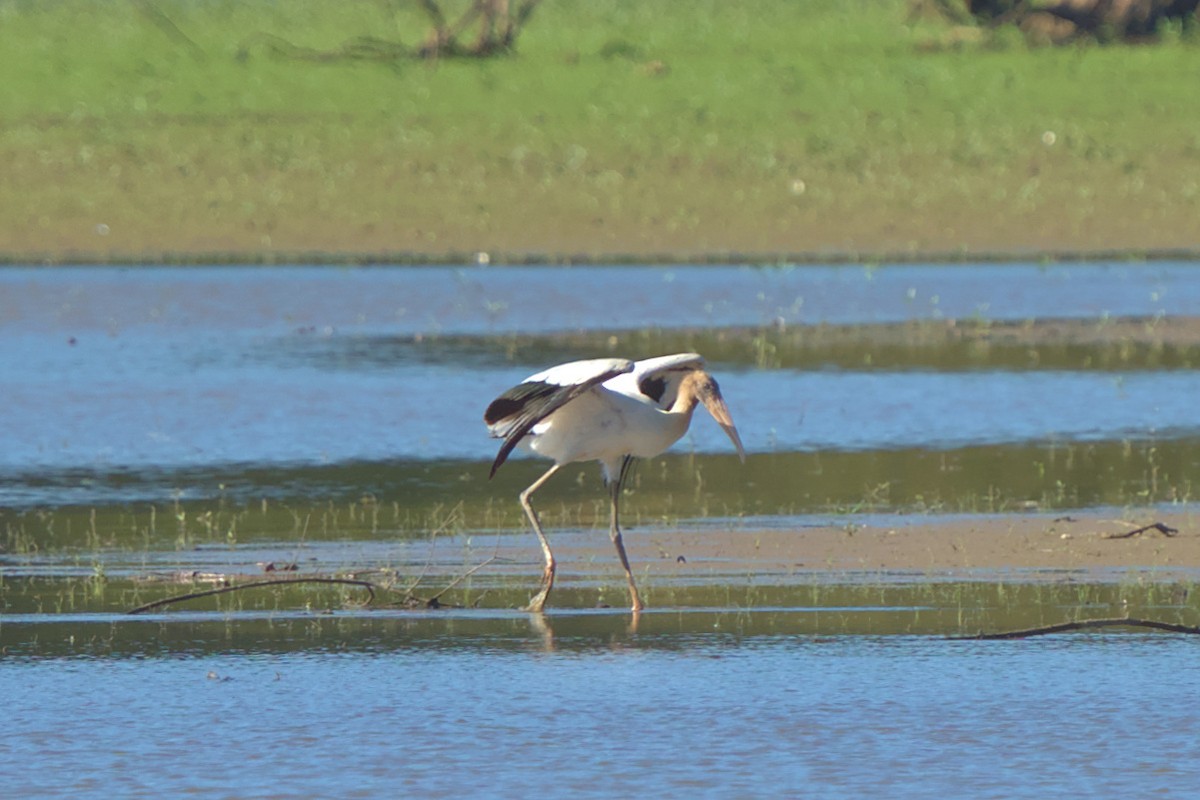 Wood Stork - ML608342814