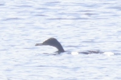 Cormoran à aigrettes ou C. vigua - ML608342829