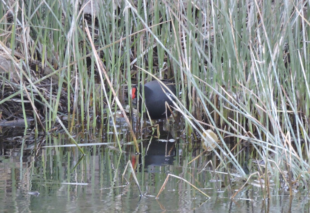 Common Gallinule - ML608342906