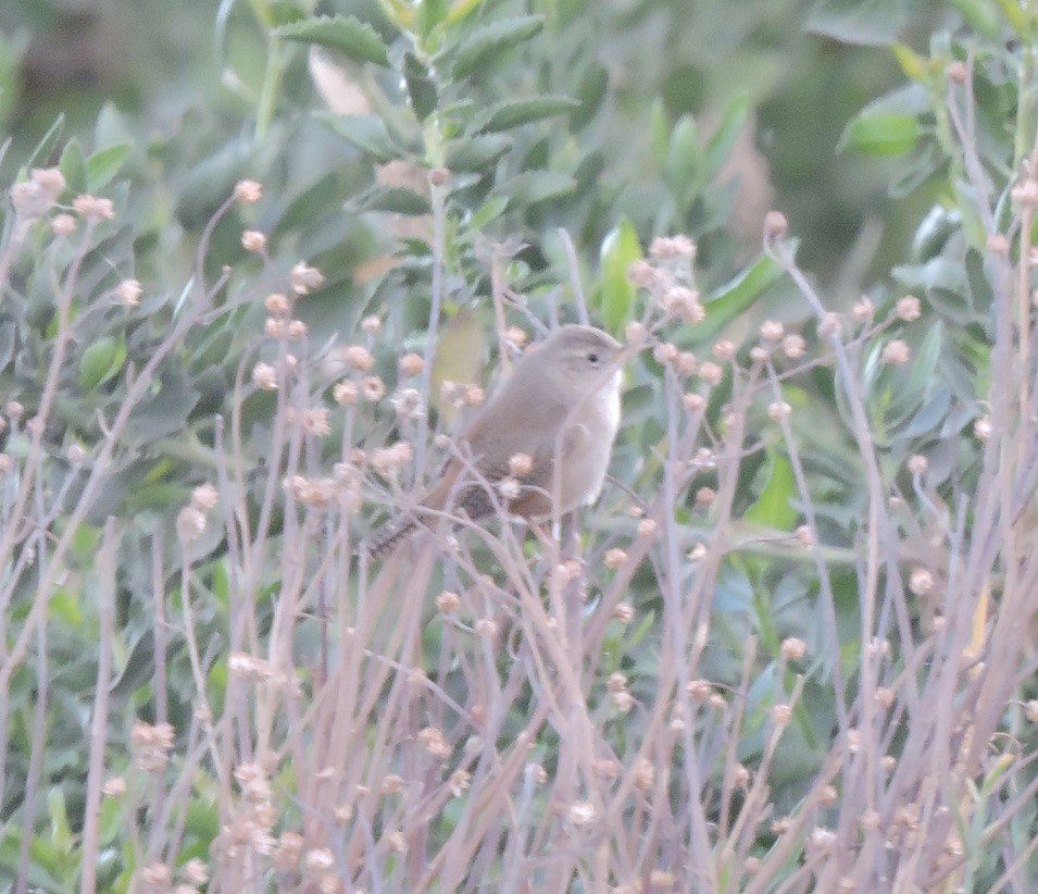 Southern House Wren - ML608342914