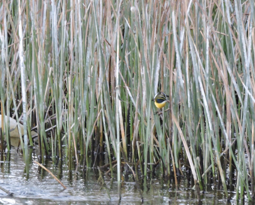 Many-colored Rush Tyrant - ML608342916