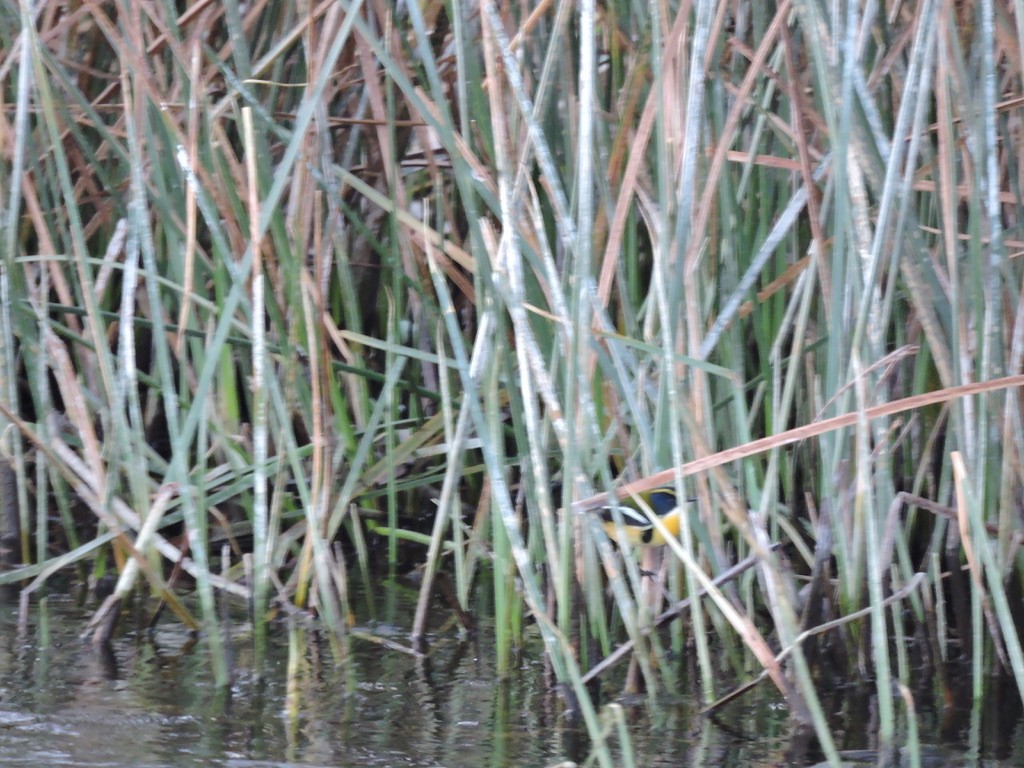 Many-colored Rush Tyrant - ML608342917