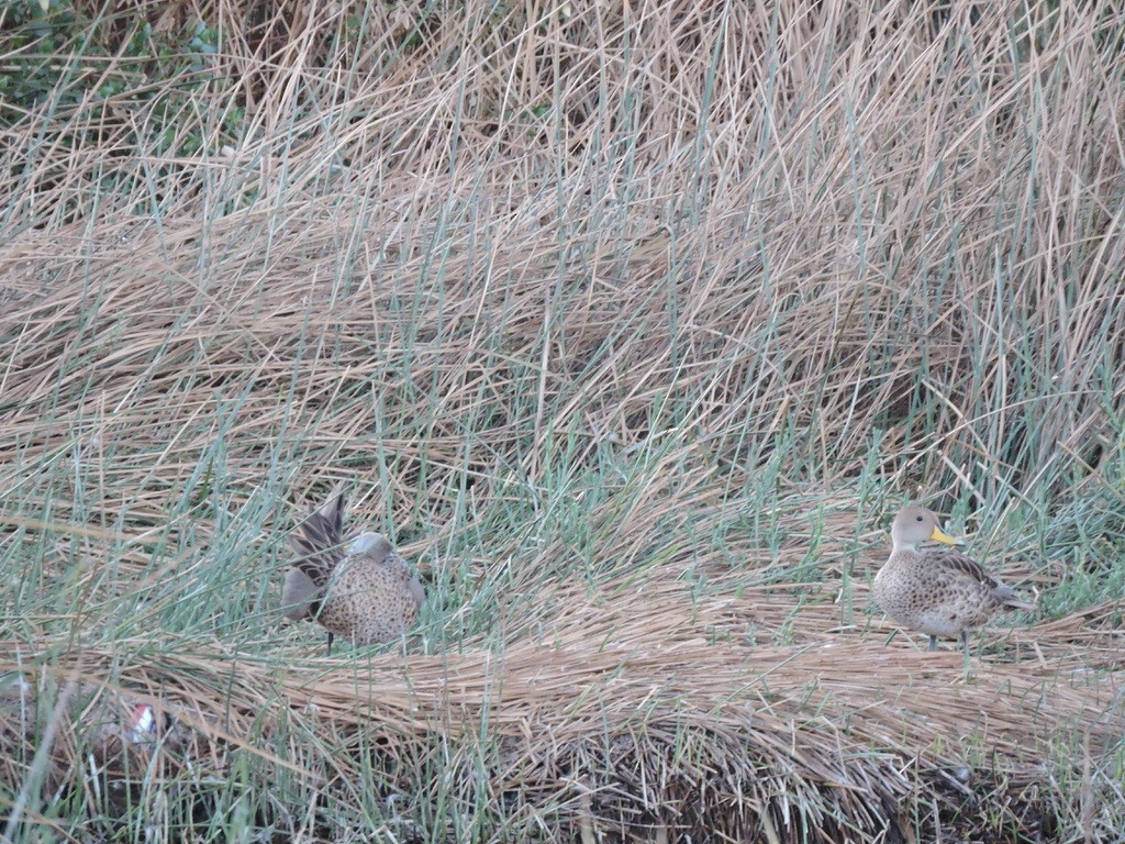 Yellow-billed Pintail - ML608342929