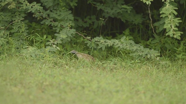 Barred Buttonquail - ML608342950