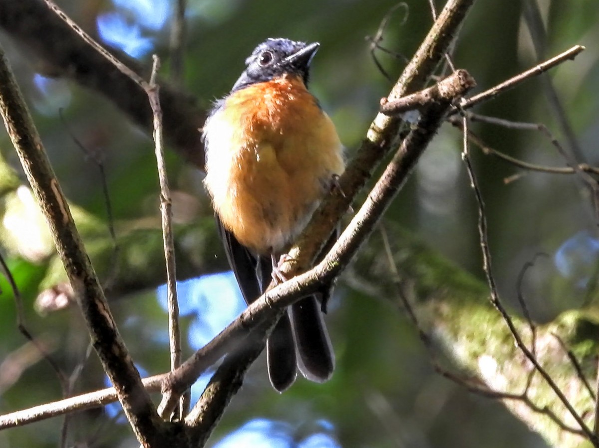 Sulawesi Blue Flycatcher - ML608343046