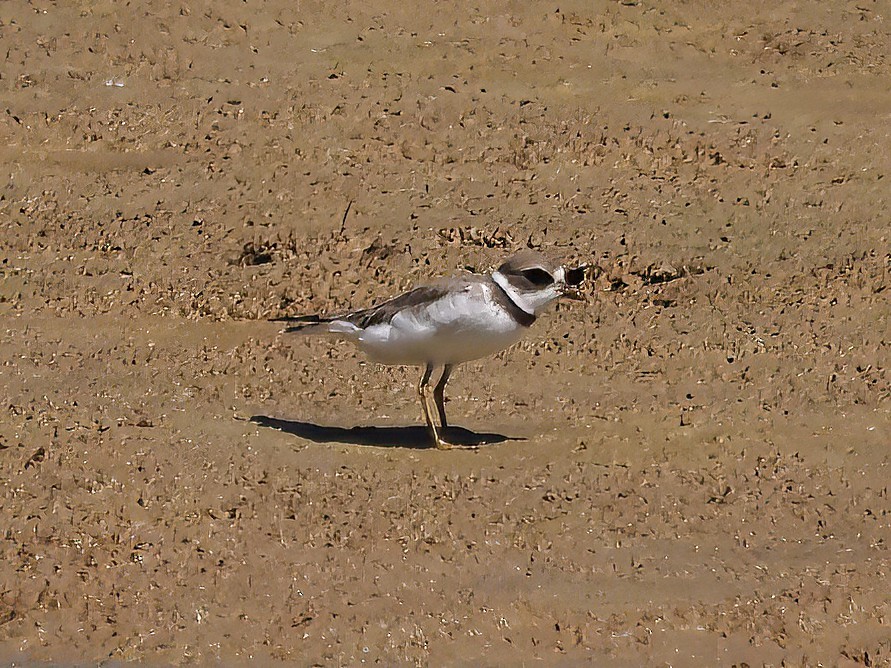 Перепончатопалый галстучник - ML608343094