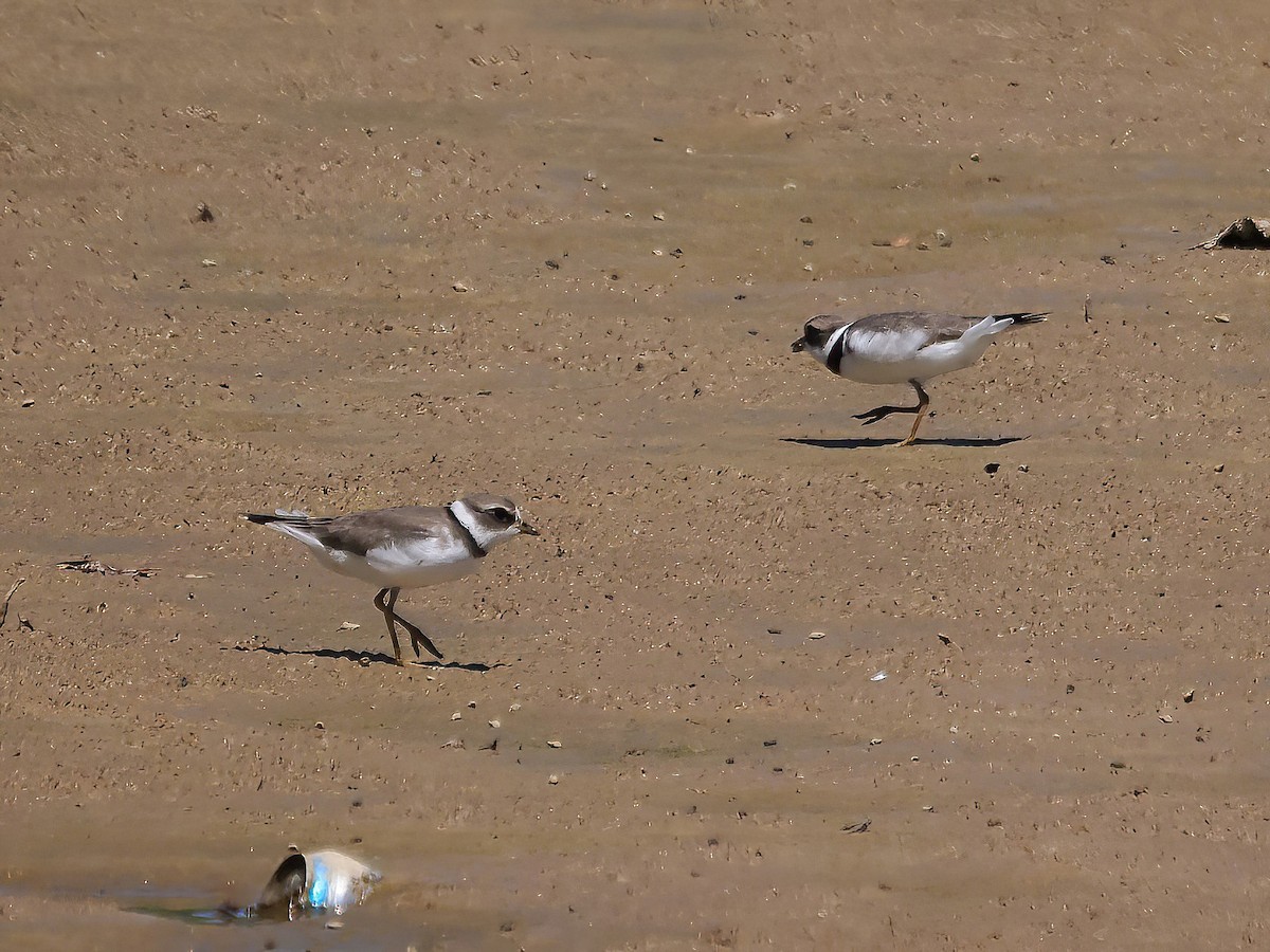 Перепончатопалый галстучник - ML608343095