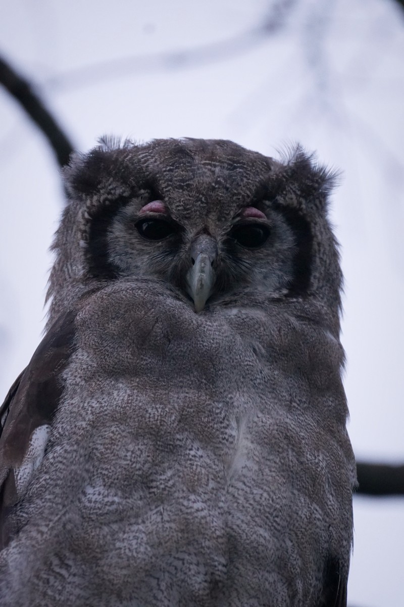 Verreaux's Eagle-Owl - ML608343225