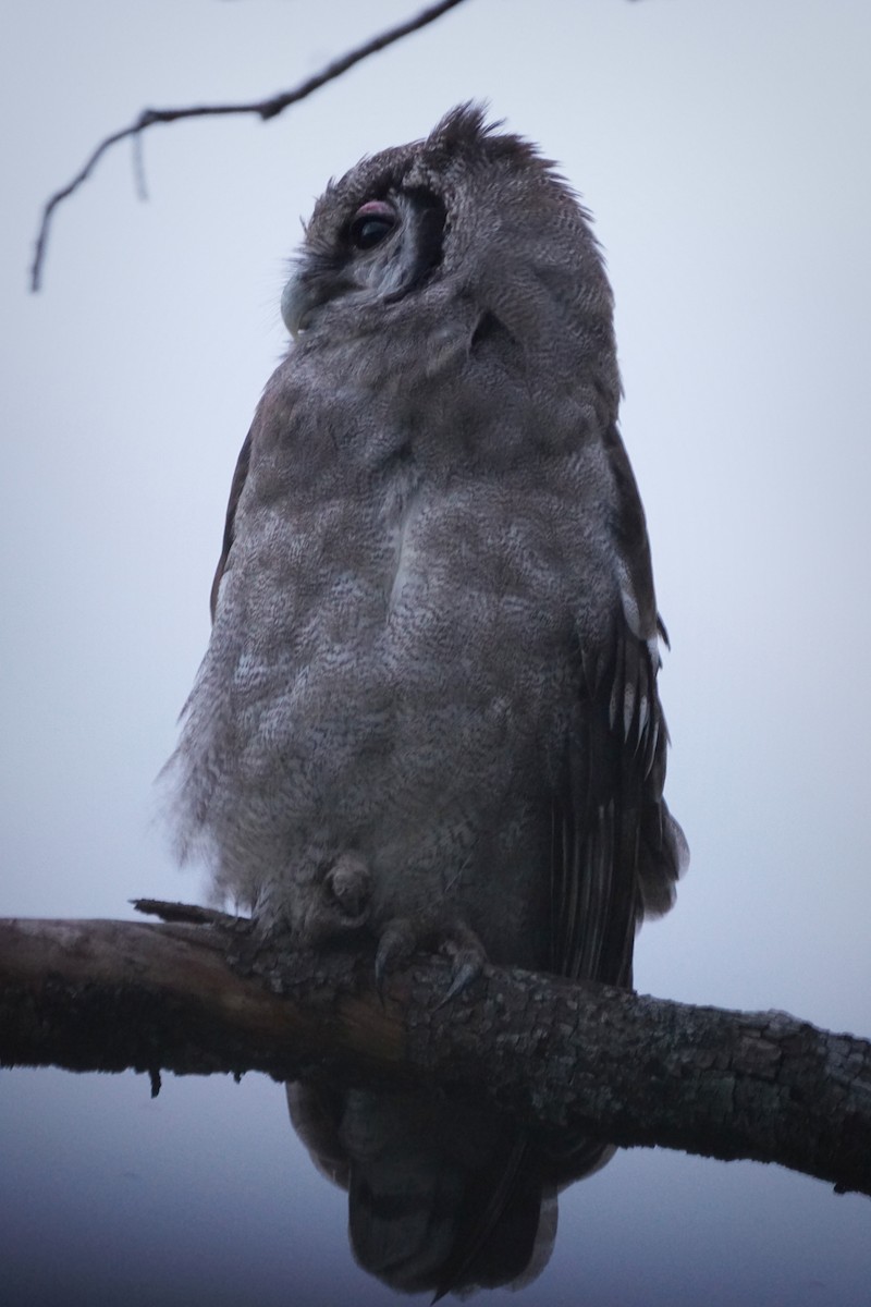 Verreaux's Eagle-Owl - ML608343226