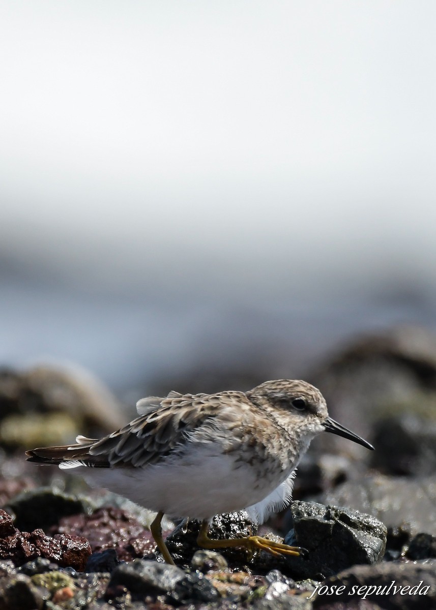 Least Sandpiper - ML608343262