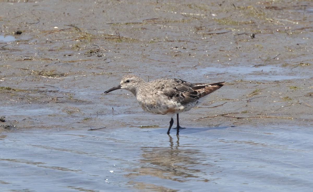 Red Knot - ML608343422