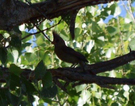 Northern Cardinal - ML608343451