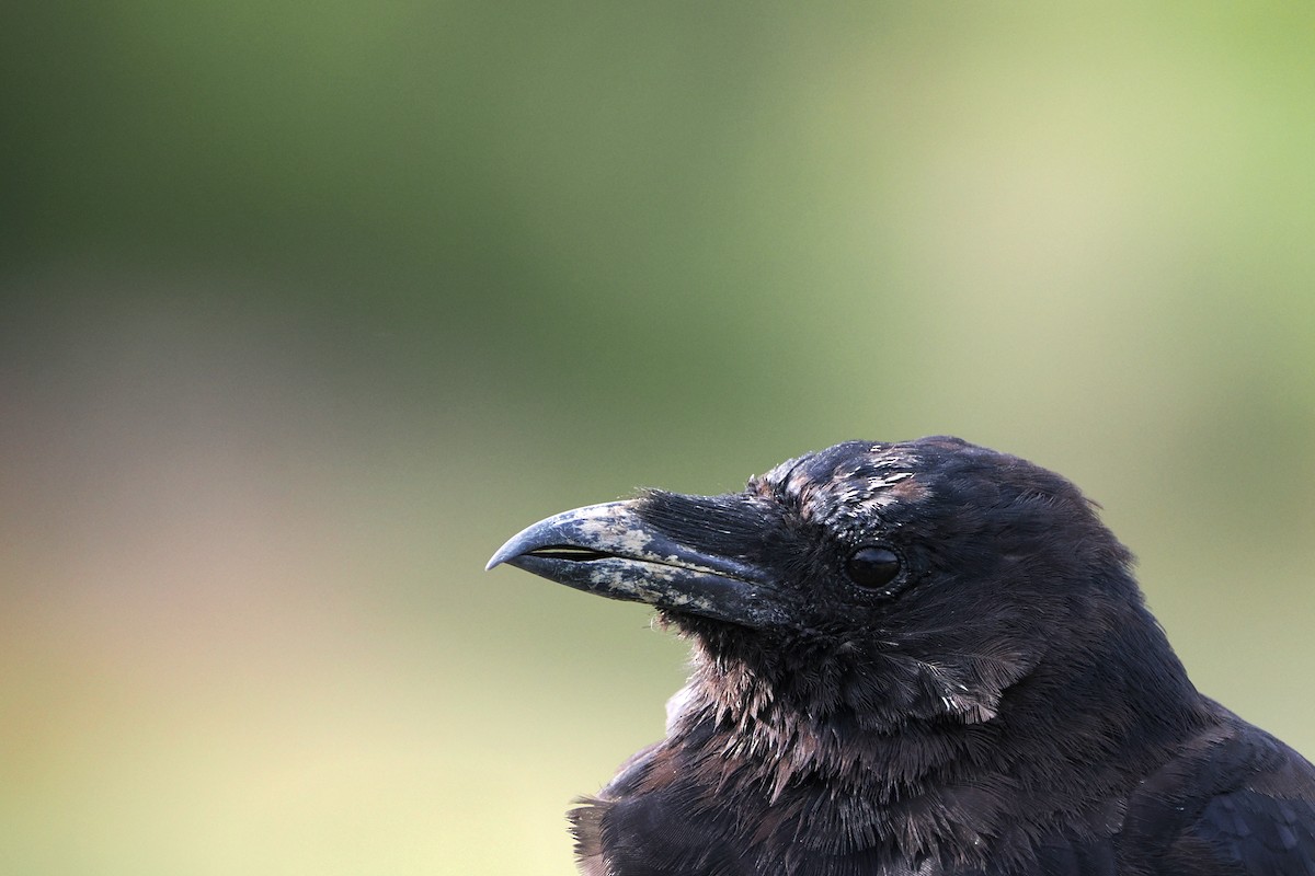 American Crow - ML608343468