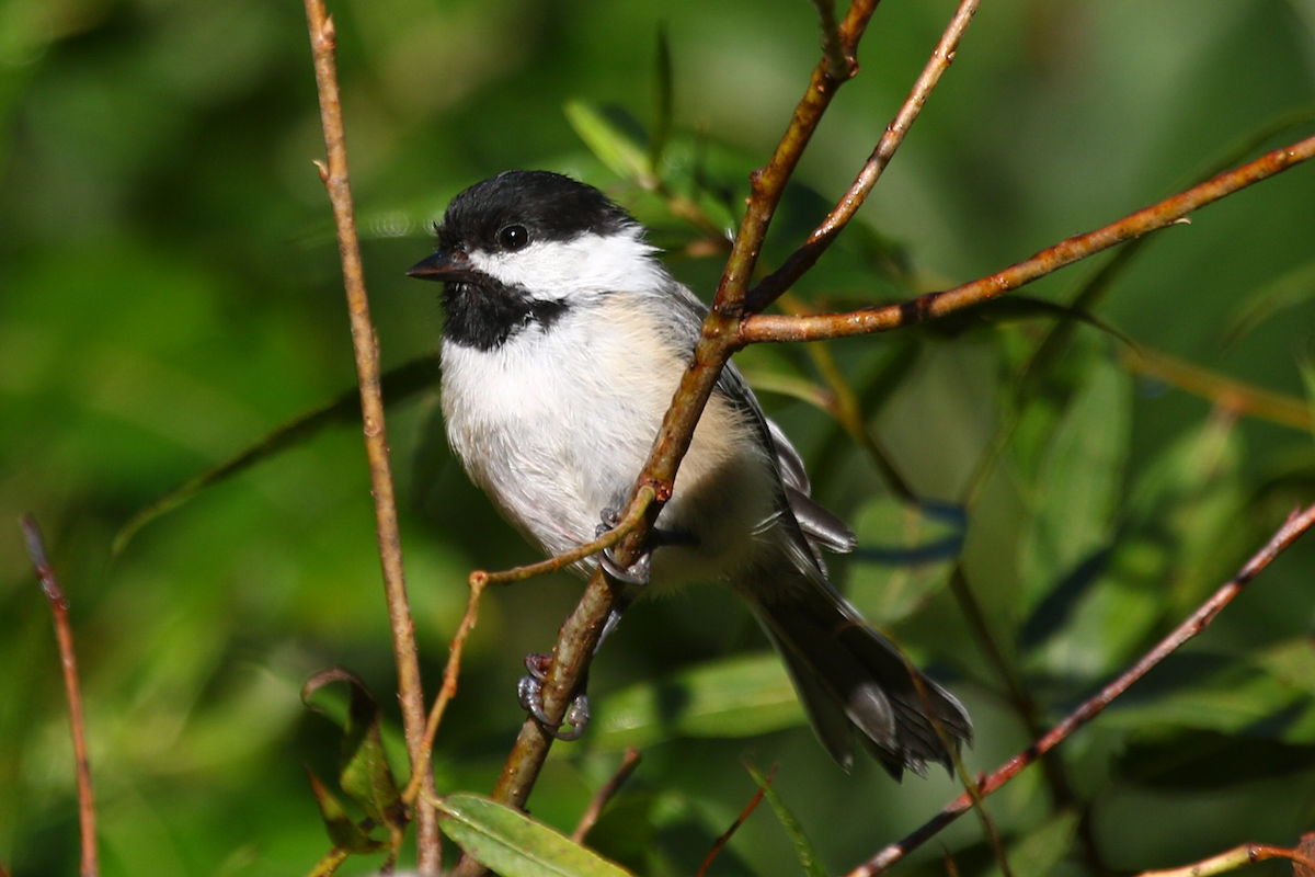 Mésange à tête noire - ML608343518