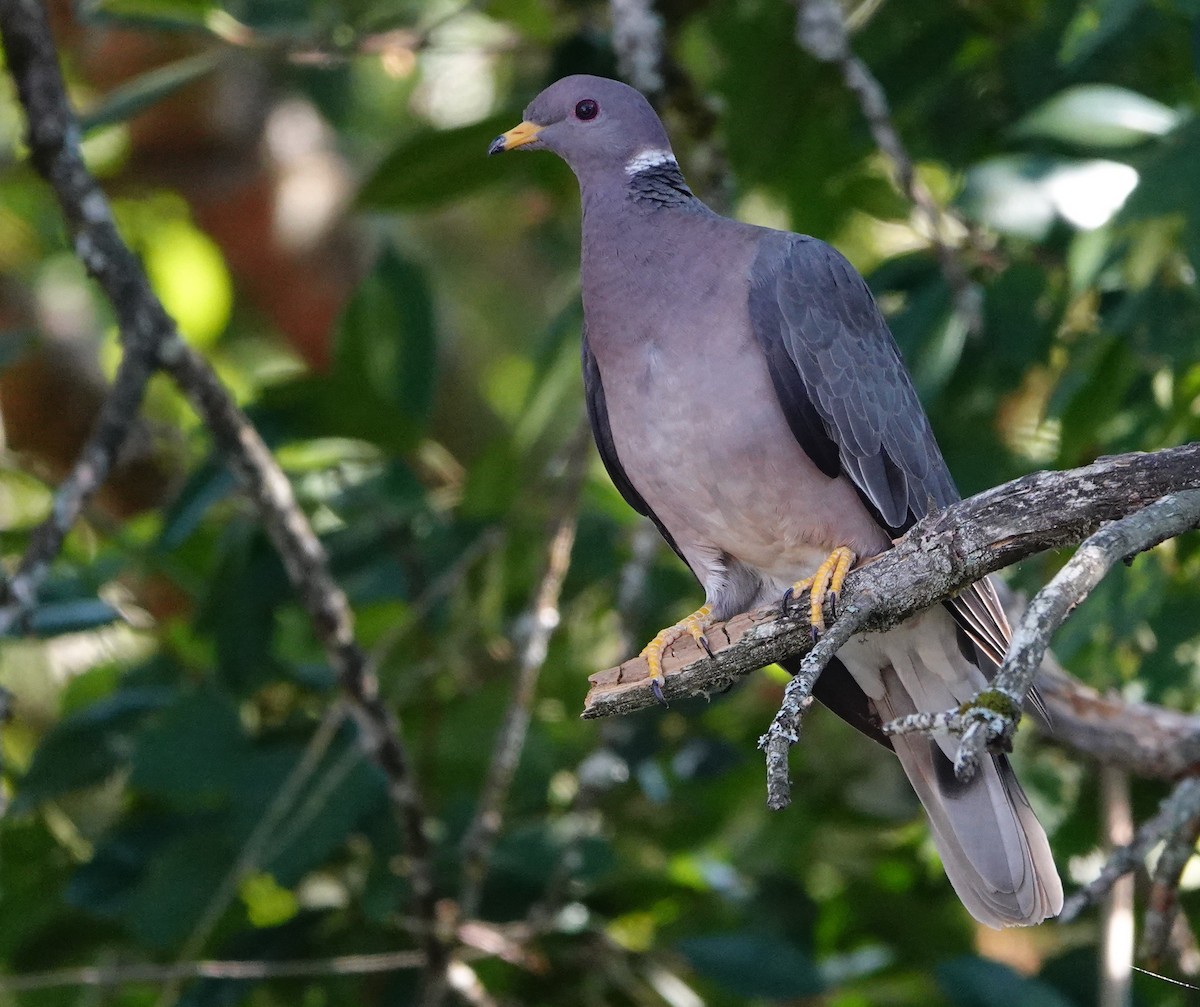 Band-tailed Pigeon - ML608343532