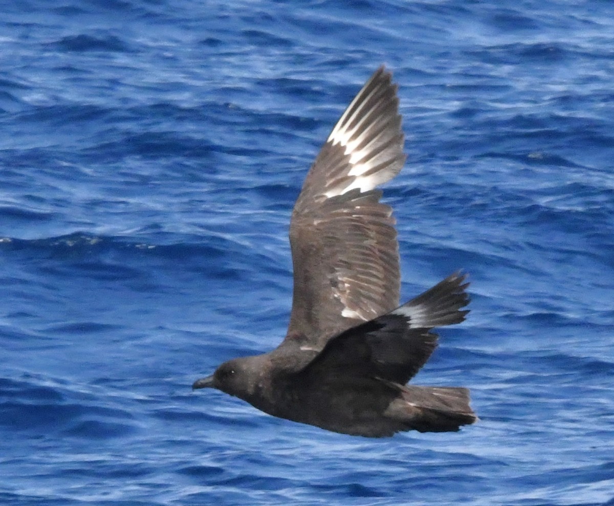 South Polar Skua - ML608343622