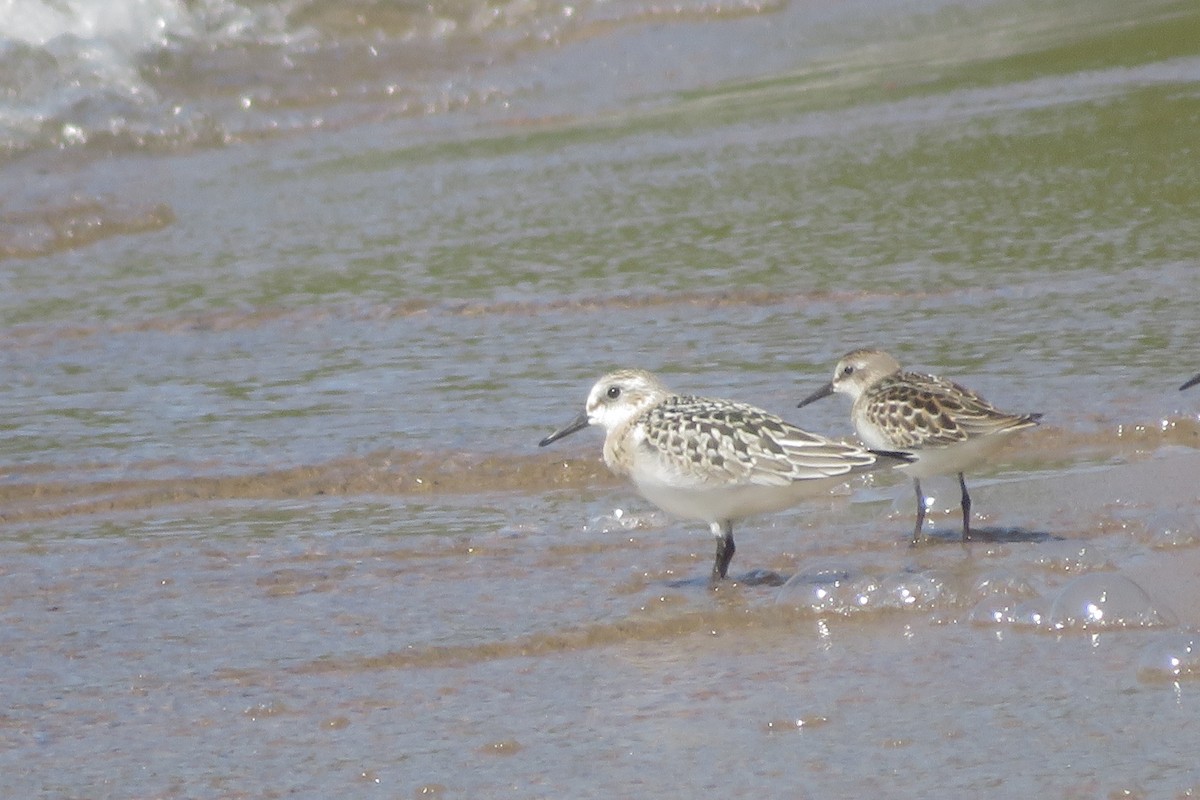 Bécasseau sanderling - ML608343631