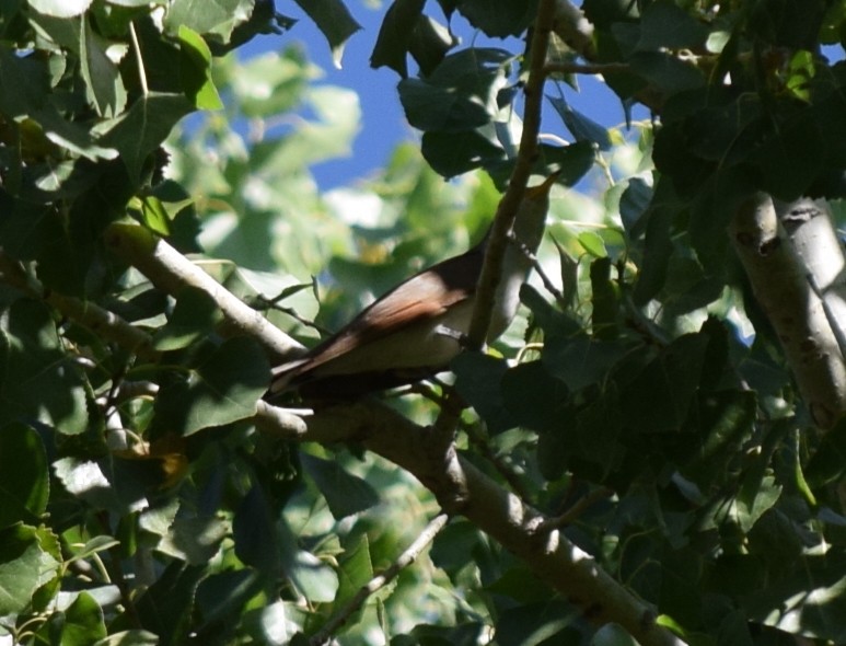 Yellow-billed Cuckoo - ML608343692