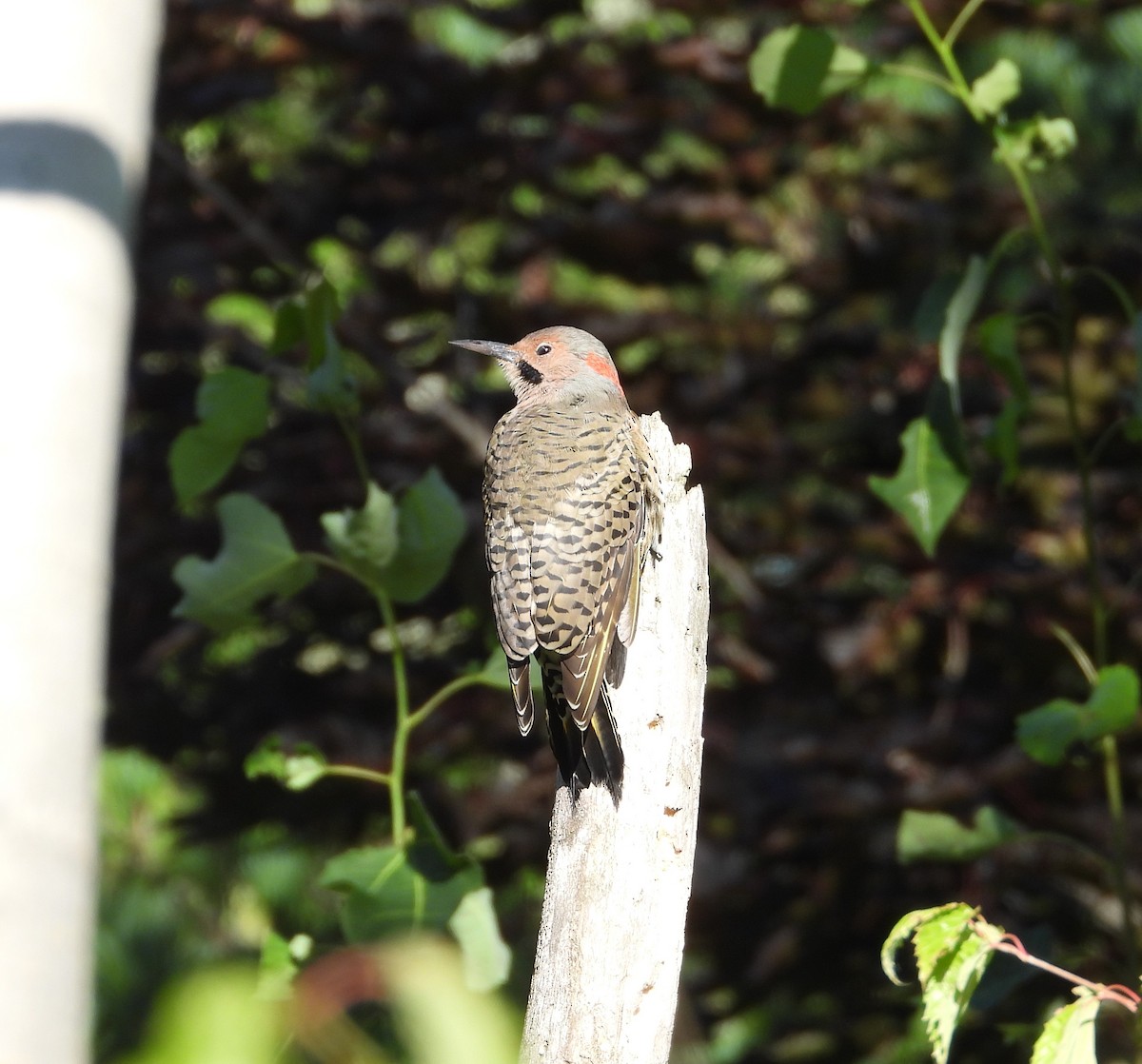 Northern Flicker - Amy Lyyski