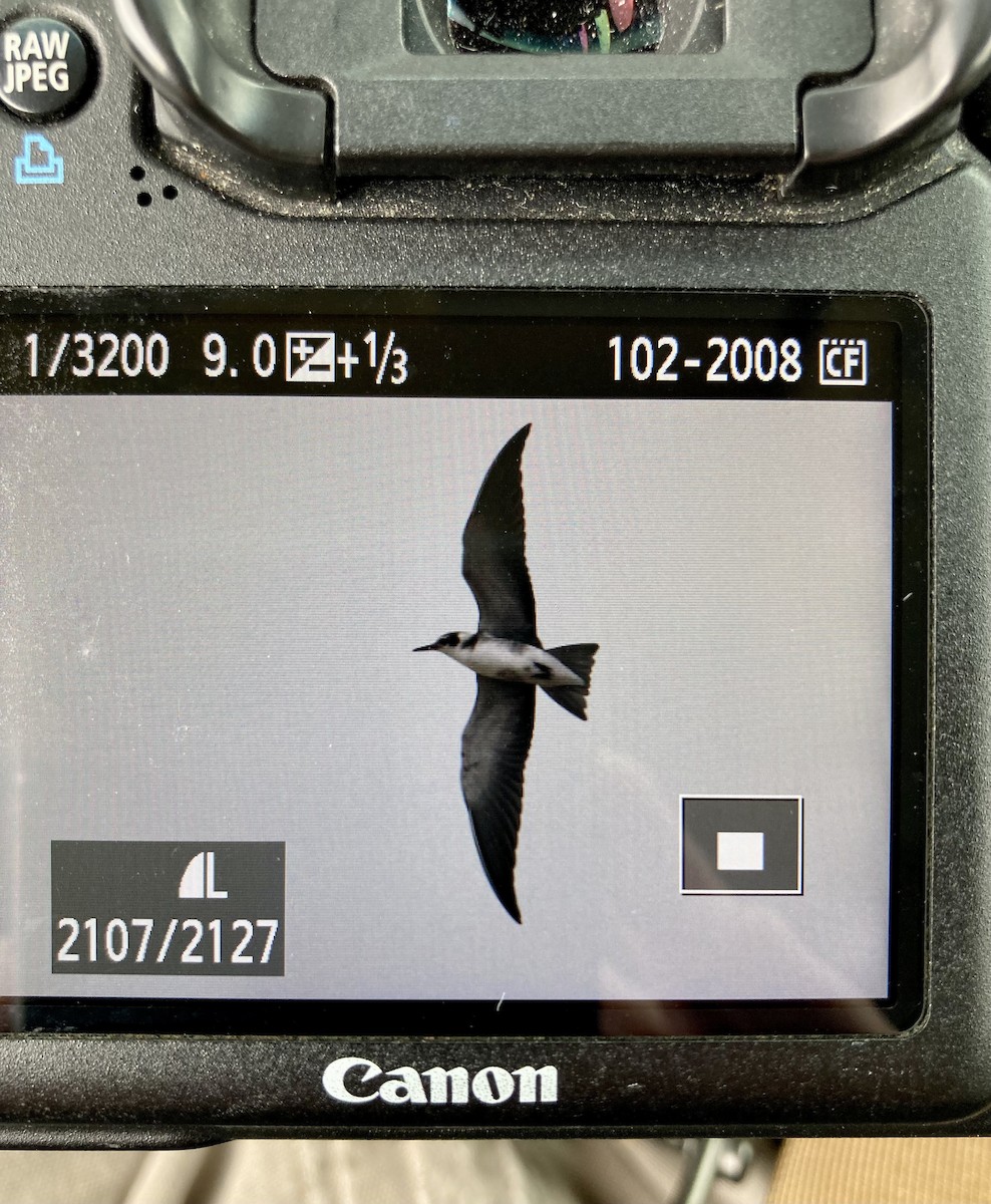 Mignattino comune - ML608343808