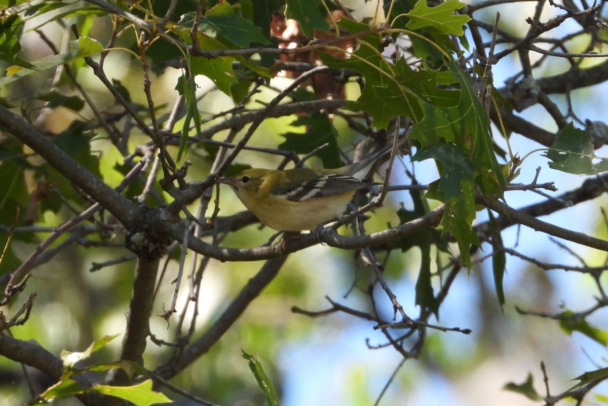 Bay-breasted Warbler - ML608344049