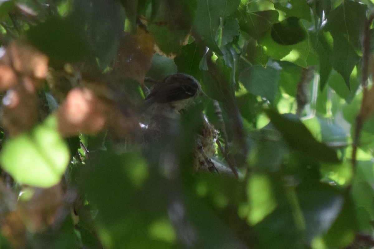 Bell's Vireo (Arizona) - ML608344151