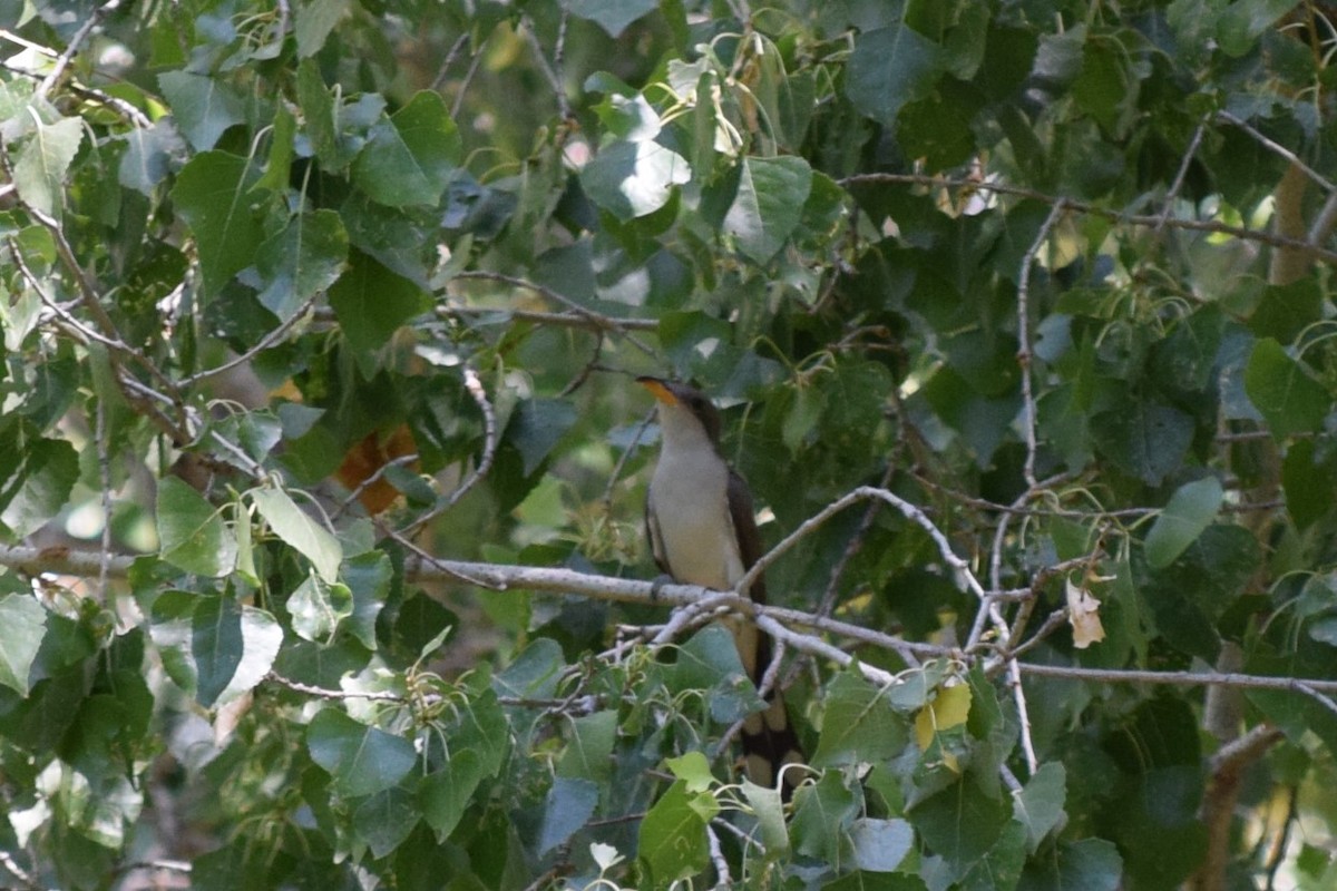 Yellow-billed Cuckoo - ML608344170