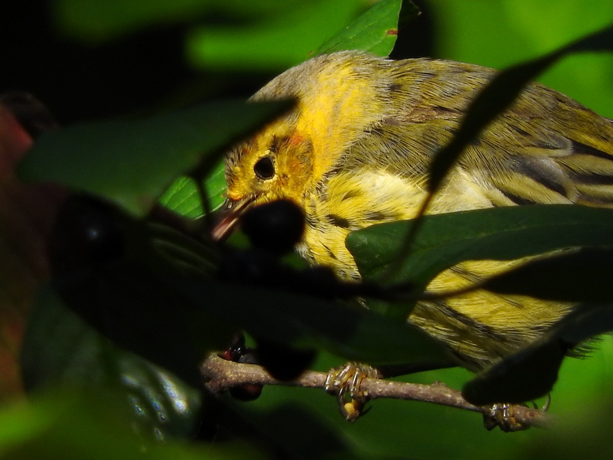Cape May Warbler - ML608344312