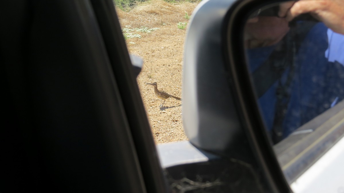 Greater Roadrunner - ML608344336