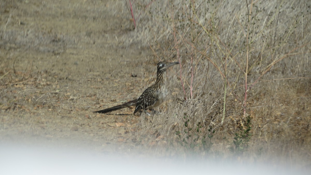 Greater Roadrunner - ML608344361