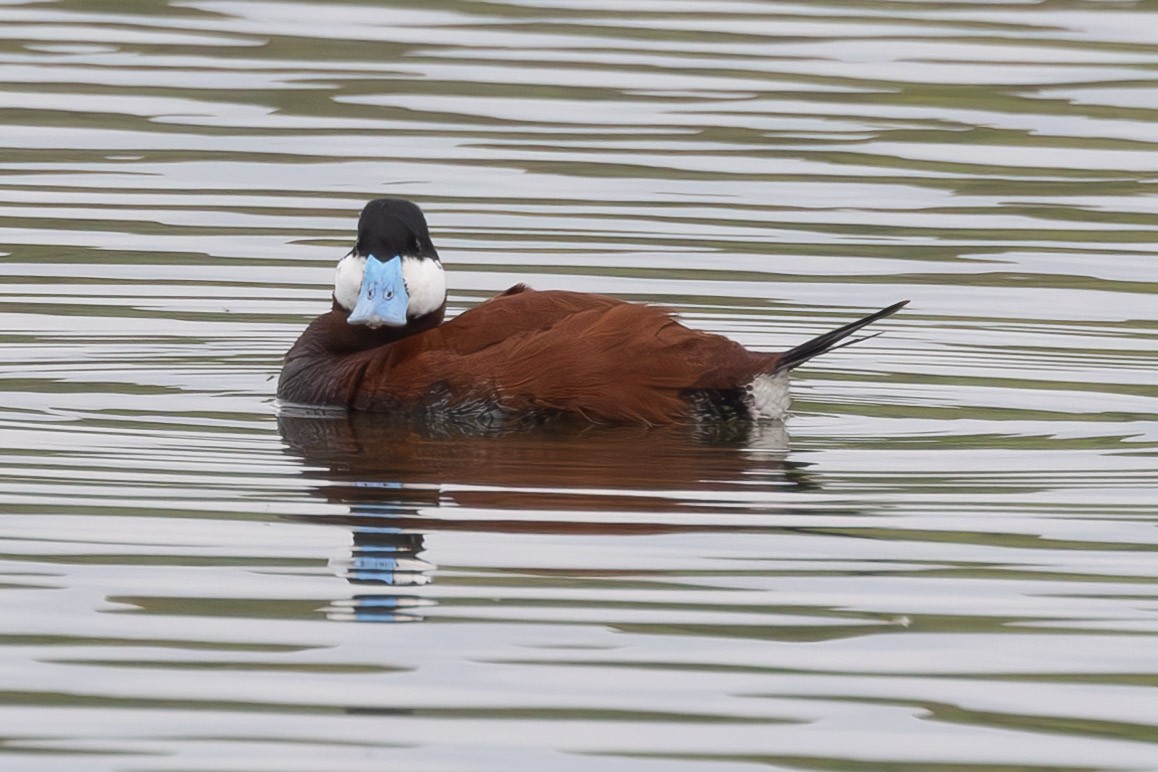 Ruddy Duck - matt nipper