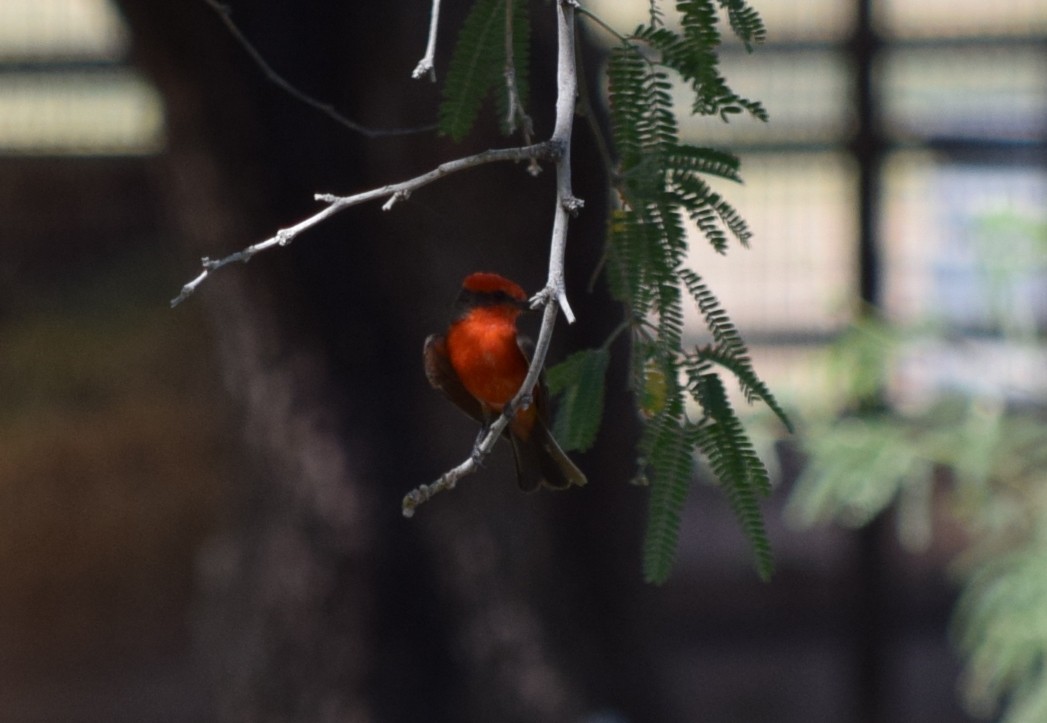 Vermilion Flycatcher - ML608344462