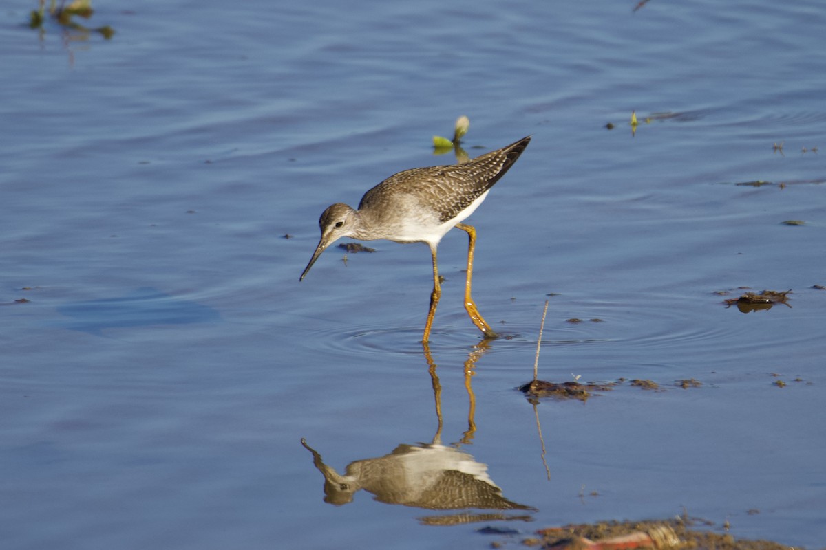 Lesser Yellowlegs - ML608344490