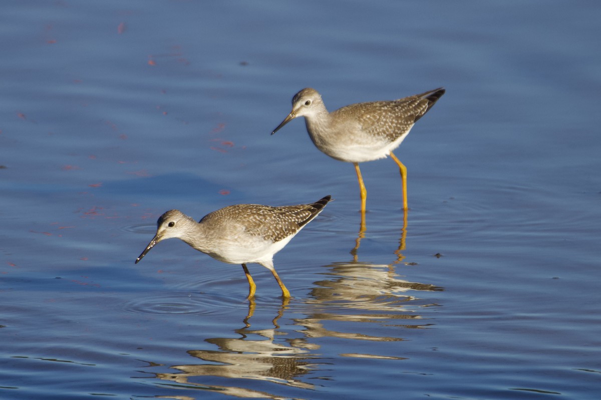 Lesser Yellowlegs - ML608344491