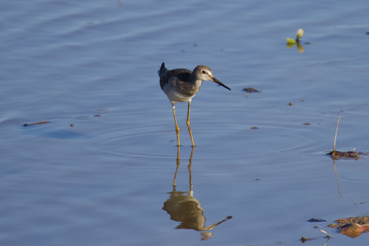 Lesser Yellowlegs - ML608344492