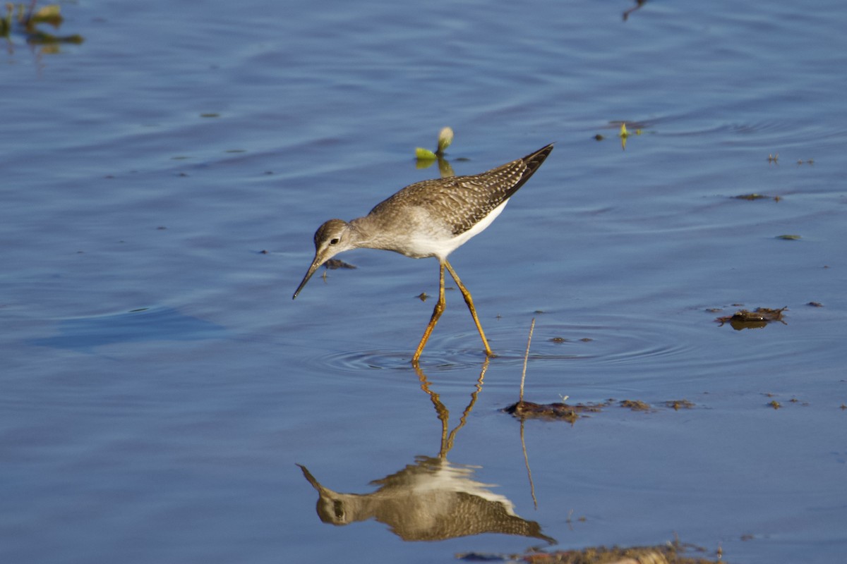 Lesser Yellowlegs - ML608344493