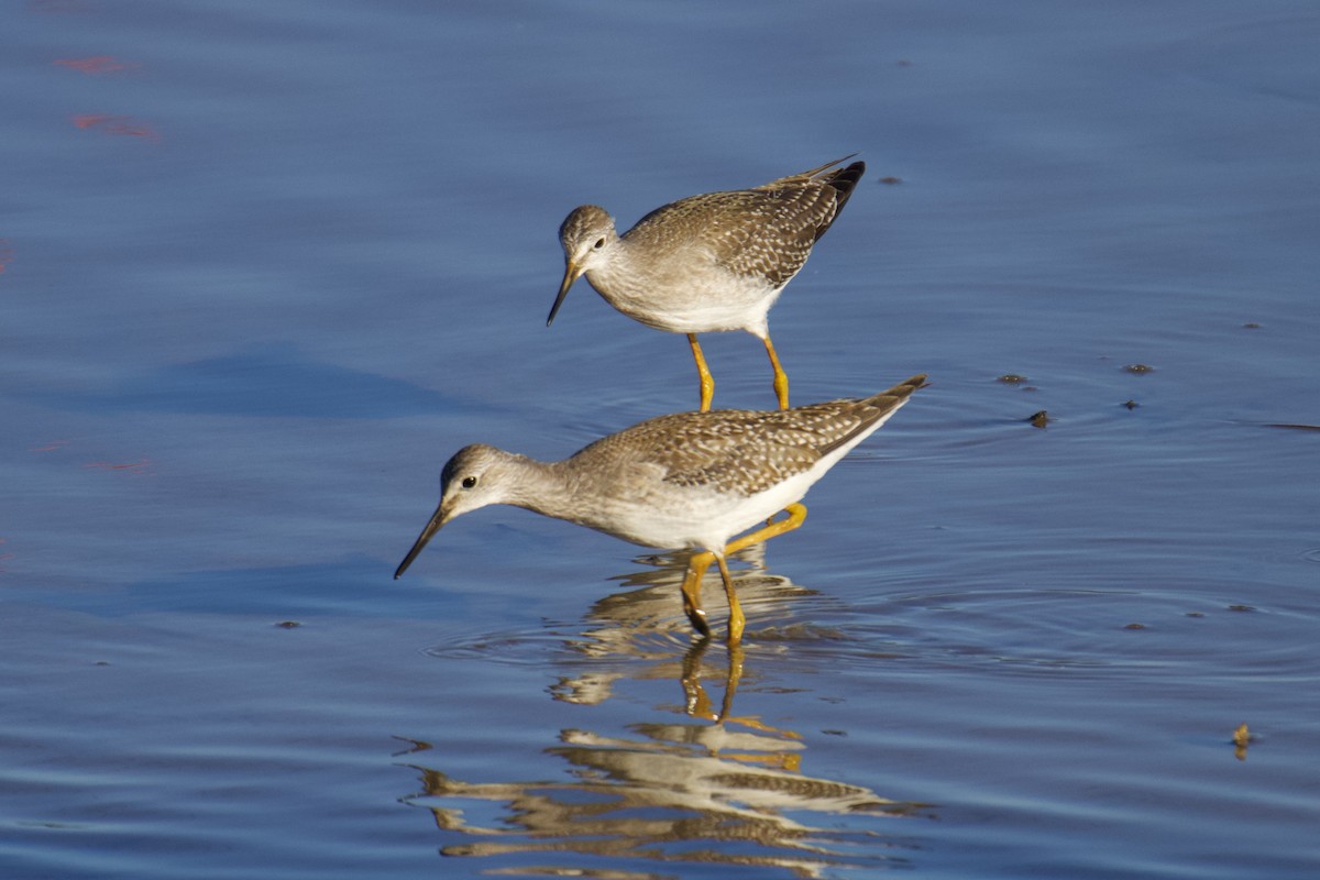 Lesser Yellowlegs - ML608344494