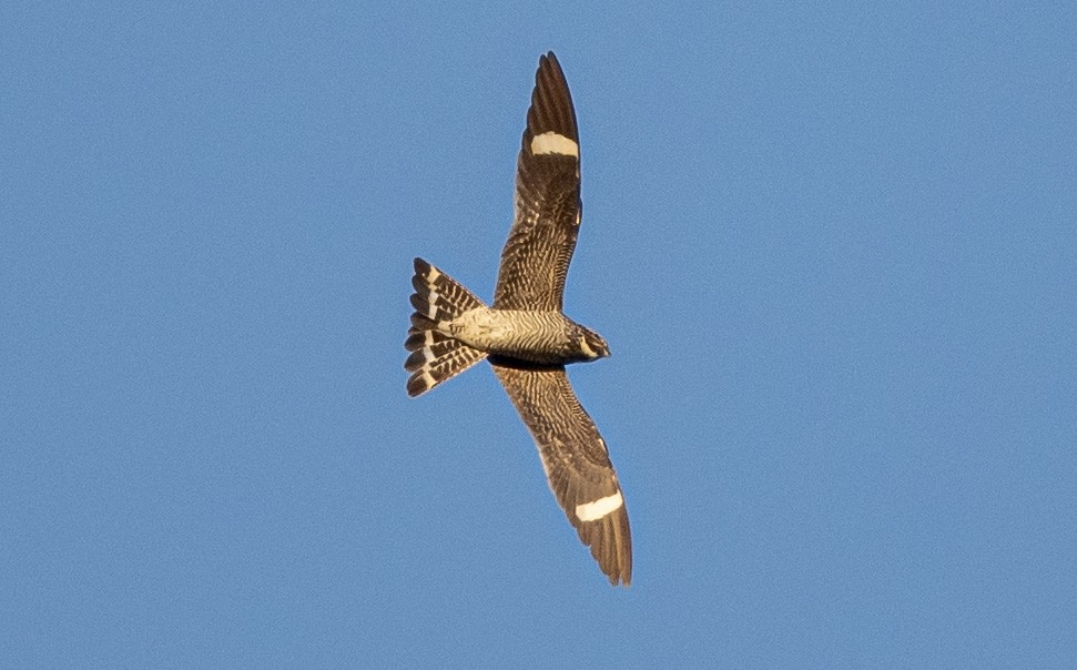 Common Nighthawk - ML608344502