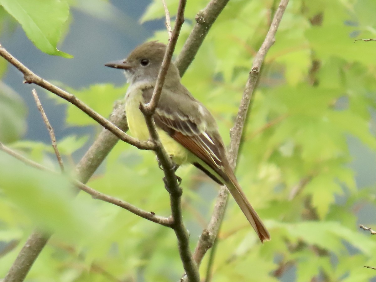 Great Crested Flycatcher - ML608344525