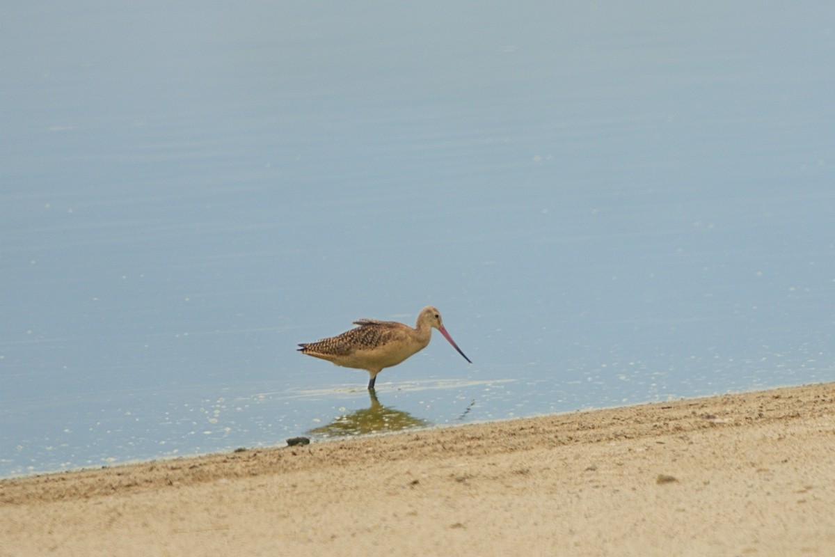 Marbled Godwit - ML608344591